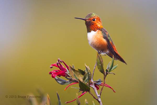 Beautifully Royal, A Male Allen's Hummingbird Perched by...
