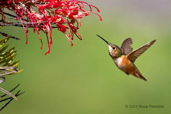 Female Allen's Hummingbird Approaches Superb Grevillea...
