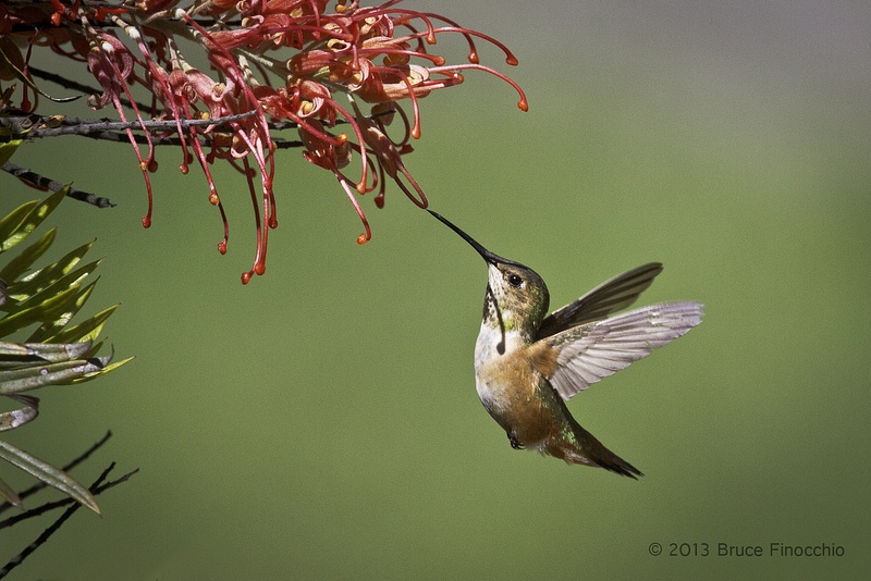 Grevillea Shadows Throat Of Approaching Female Allen's Hummingbird