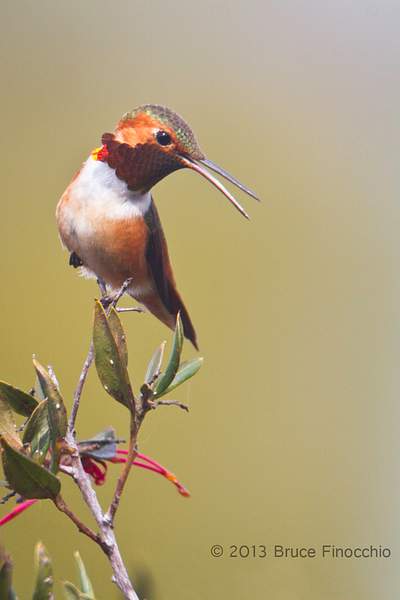 Male Allen's Hummingbird Calls Out From Perch by...