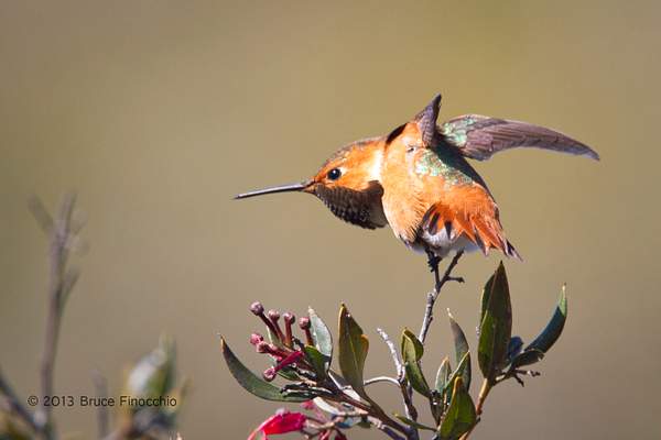 Male Allen's Hummingbird Does A Wing Stretch by...