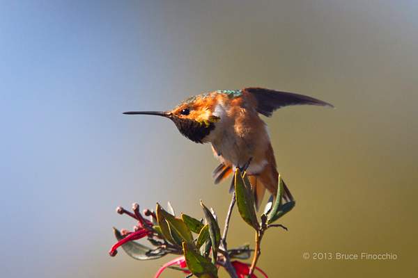Male Allen's Hummingbird Does A Wing Stretch by...