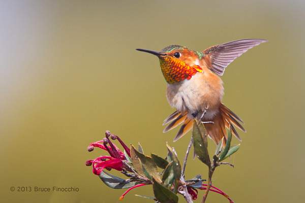 Male Allen's Hummingbird Does A Wing and Tail Stretch by...