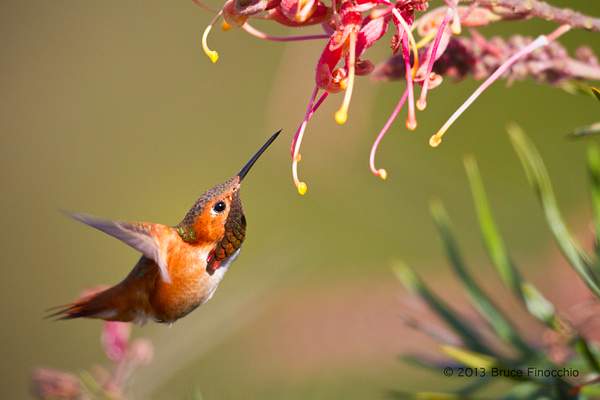 Male Allen's Hummingbird Searching For Nectar by...