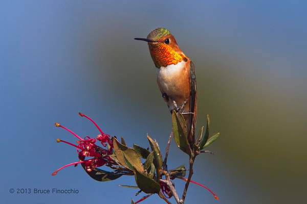 Male Allen's Hummingbird Shows Flashy Gorget by...