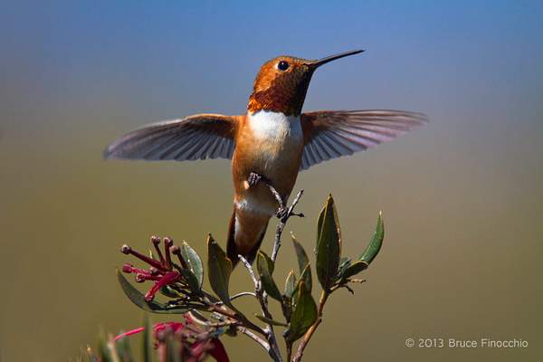 Male Allen's Hummingbird Spreads Wings While On A Ruby...