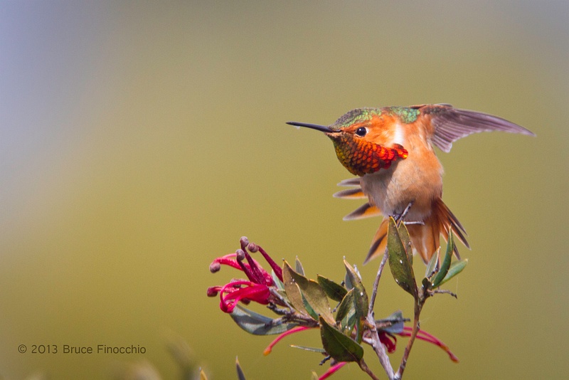 Male Allen's Hummingbird Stretches Wings and Tail Feathers
