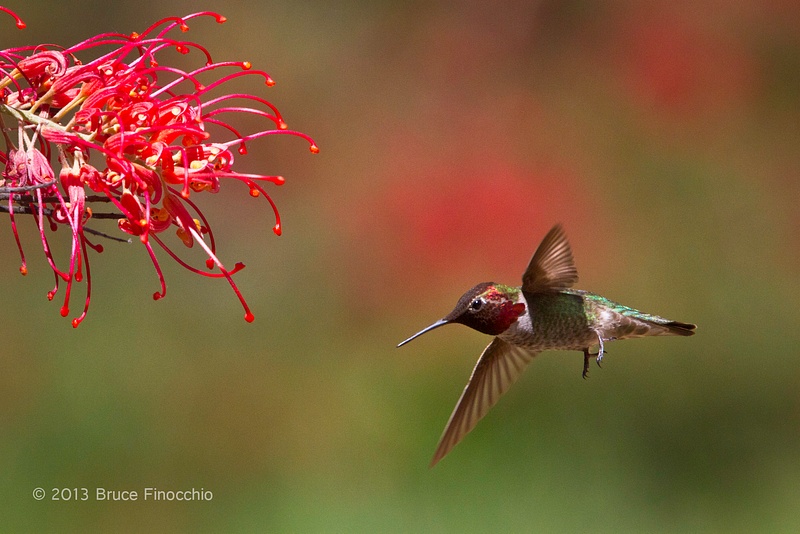 Male Anna's Hummingbird Flying into Superb Grevillea