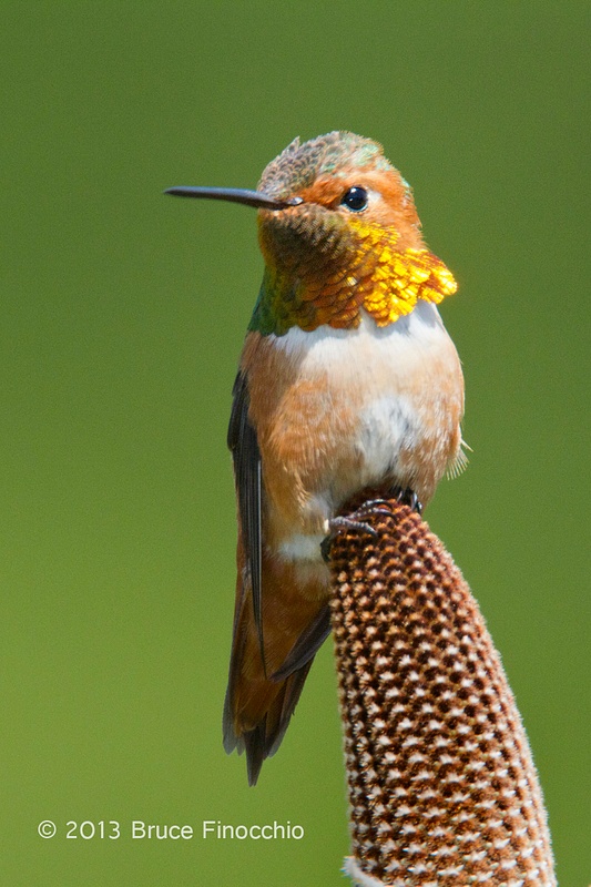 Portrait Of A Male Allen's Hummingbird on Bansia Cone