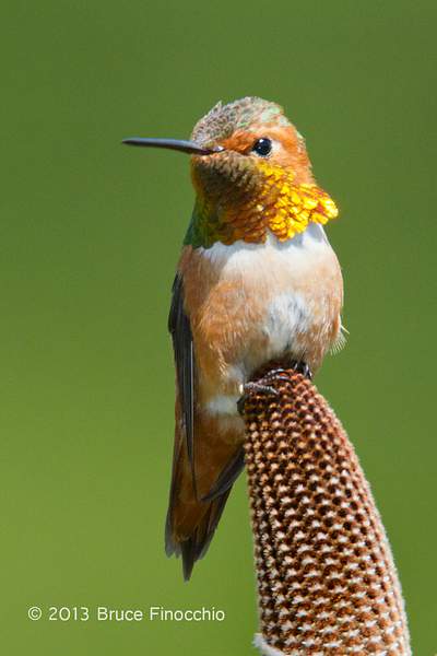 Portrait Of A Male Allen's Hummingbird on Bansia Cone by...