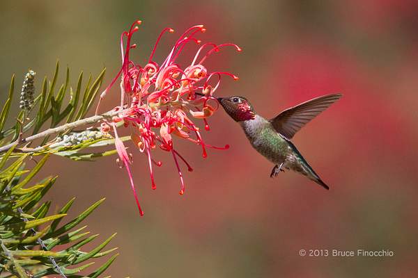 Male Anna's Hummingbird Pollinates Superb Grevillea by...