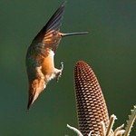 UCSC Arboretum Hummingbirds
