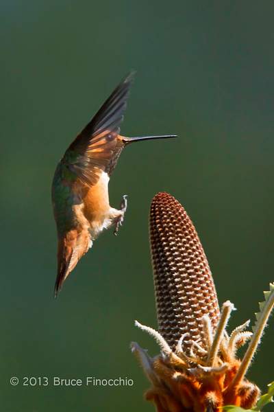 Wings Up As A Male Allen's Hummingbird Prepares To Land...
