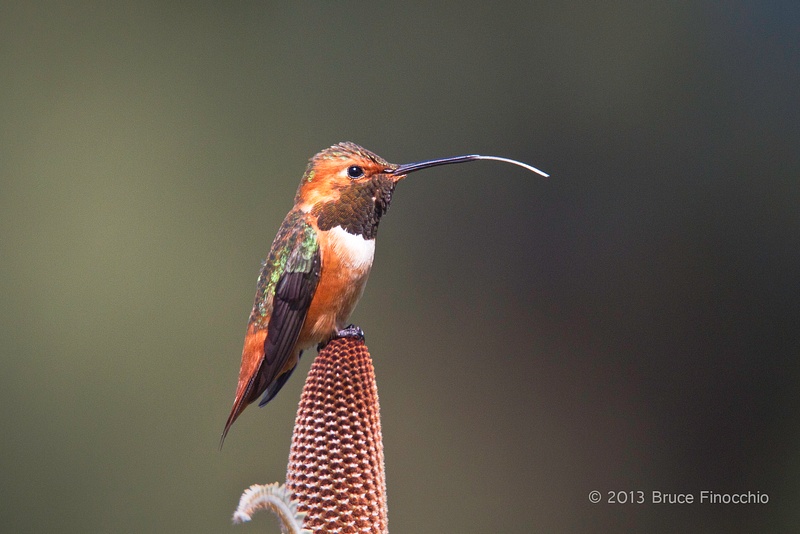 While On A Banksia Cone A Male Allen Hummingbird Stretch Out His Tongue