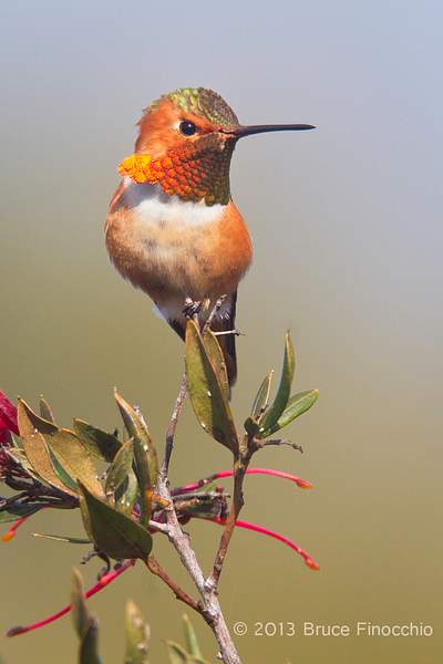 Majestic Male Allen's Hummingbird by BruceFinocchio