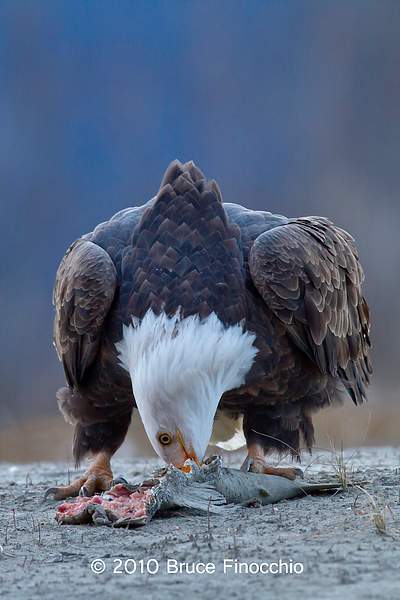 Bald Eagle Digs Into Salmon Carcass by BruceFinocchio