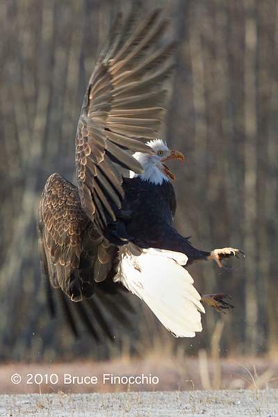 Bald Eagle Prepares For Combat by BruceFinocchio