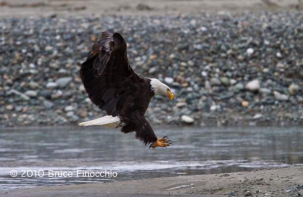 Bald Eagle Prepares For Landing on Chilkat River by...