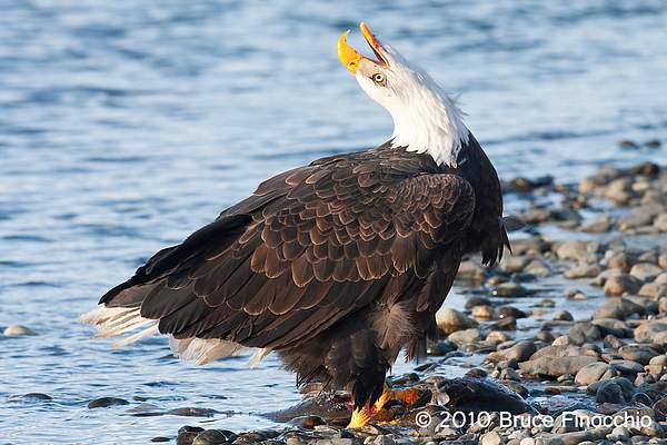 Bald Eagle Throws Its Head Back As It Calls Out by...
