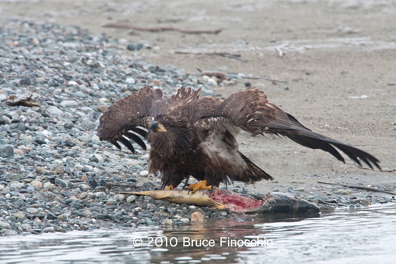 Juvenile Bald Eagle Prepares To Defend Chum Salmon