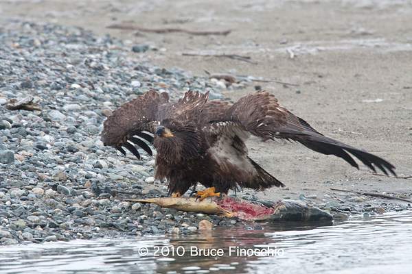 Juvenile Bald Eagle Prepares To Defend Chum Salmon by...