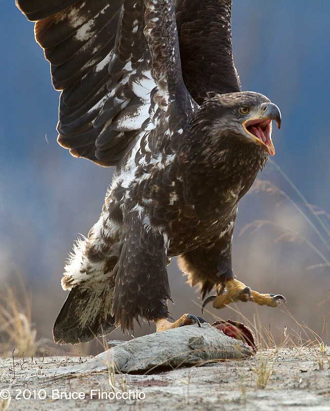 Juvenile Bald Eagle Prepares To Defend Salmon