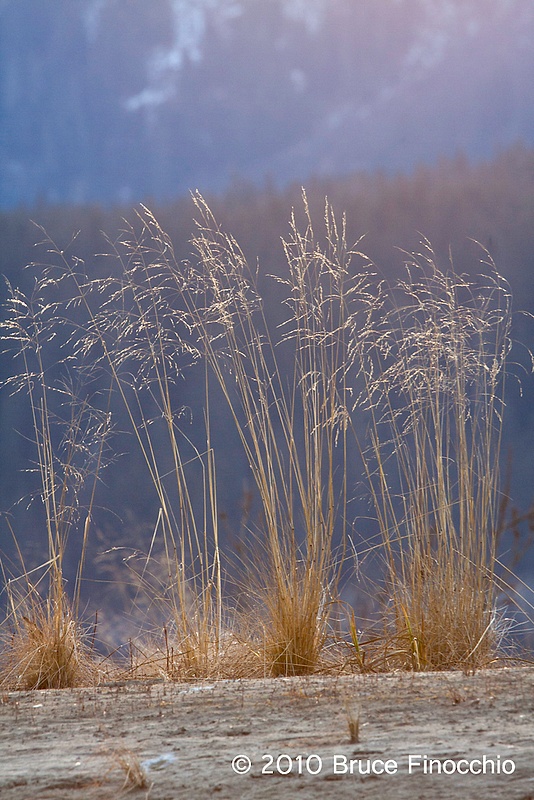 Grasses Against The Mountain Backdrop