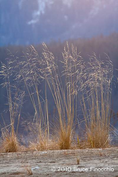 Grasses Against The Mountain Backdrop by BruceFinocchio