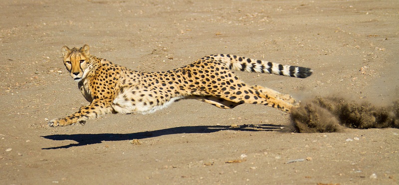 Male Cheetah At Full Stretch With Shadow and Dust