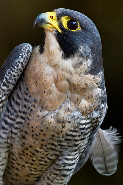 Peregrine Falcon, One Wing One Feather