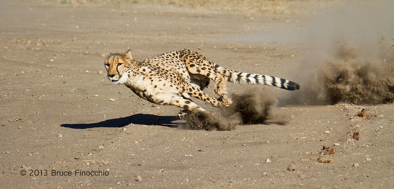 Cheetah Runs As Dust Flies