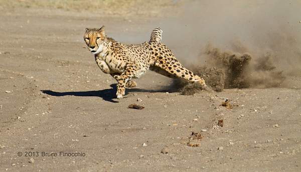 Cheetah In Full Flight Kicks Up Dust by BruceFinocchio