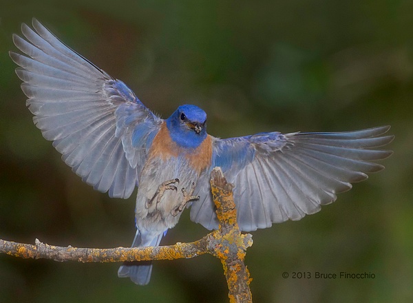 Male Western Bluebird Spreads Wings As He Prepares To Land On Perch
