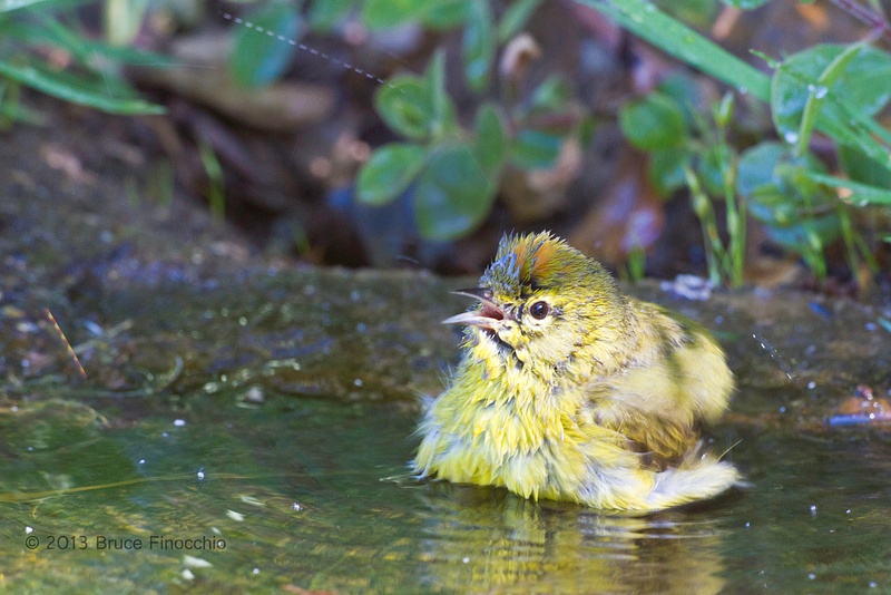 Orange-crowned Warbler Calls Out As He Bathes