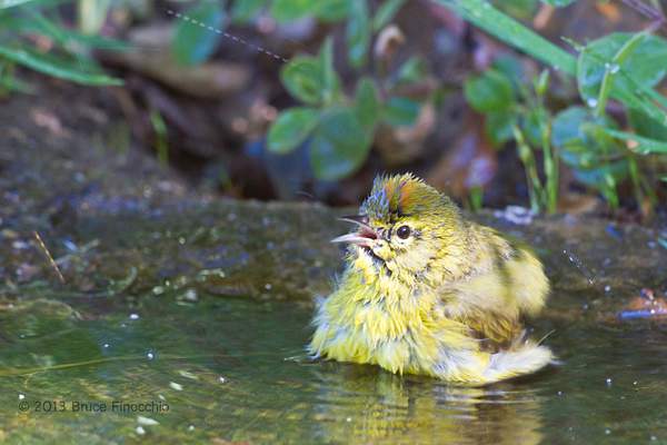 Orange-crowned Warbler Calls Out As He Bathes by...