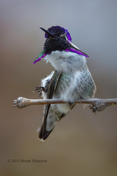 Young Male Costa's Hummingbird Contorts His Body As He Prepares To Scratch