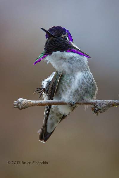 Young Male Costa's Hummingbird Contorts His Body As He...