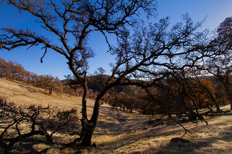 Sierra Foothills Frame By A Black Oak_BD146156D7c