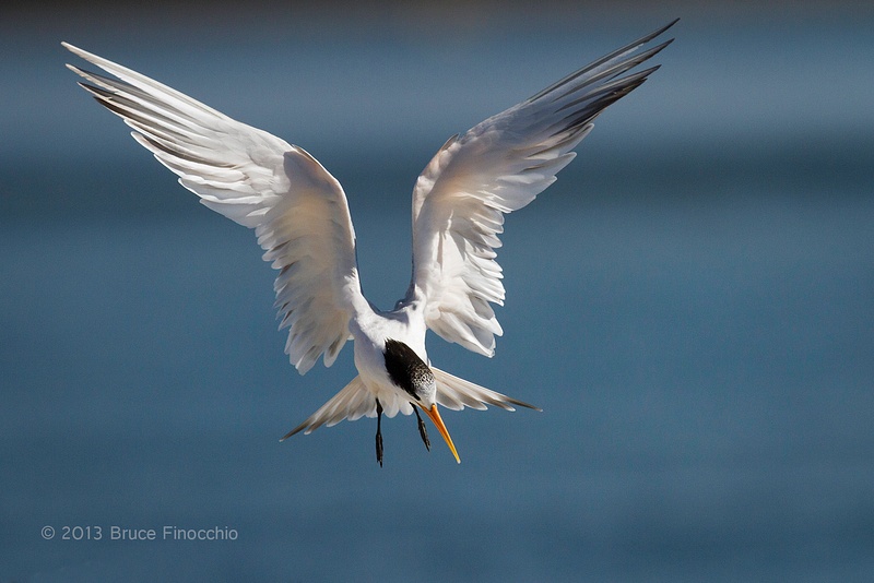 An Angel Like Royal Tern As It Prepares To Land