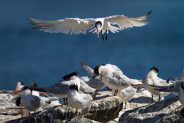 Elegant Tern Prepares To Land Among Preening Flock Of...