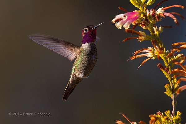 Male Anna's Hummingbird Hovers Near Nectar BE07672D7c