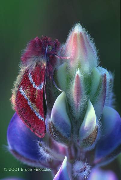 California Tent Moth Rests & Overnights on a Lupine...