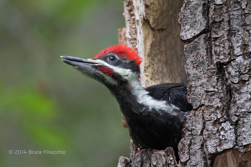 Young Pileated Woodpecker Chick Gazes Out At A New World
