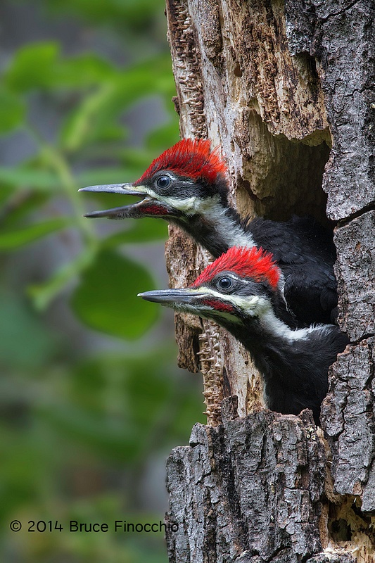 Pileated Woodpecker Chicks Looks Around For Parents