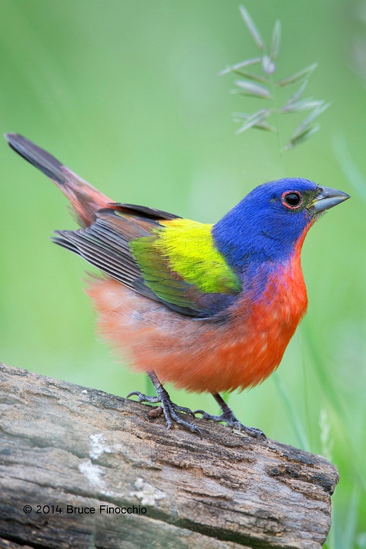 Male Painted Bunting Puffs Feathers Up To Discourage Rivals
