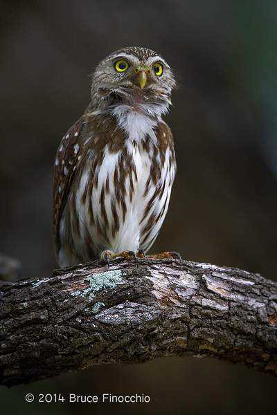 Male Ferruginous Pygmy Owl Stretches Throat and Neck...
