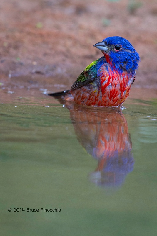 A Wet Male Painted Bunting