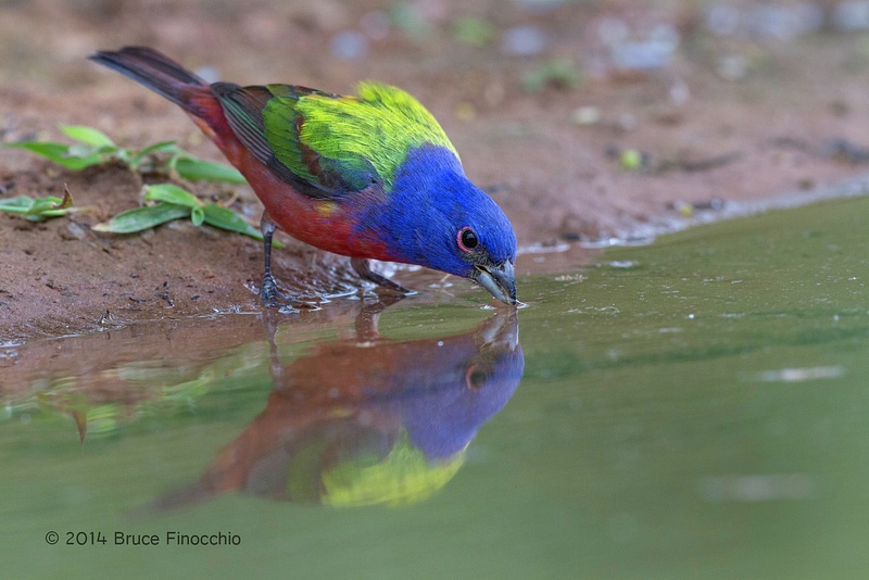 As A Male Painted Bunting Drinks His Reflection Shines In The Pool