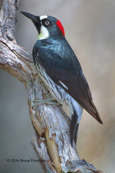 Female Acorn Woodpecker by BruceFinocchio