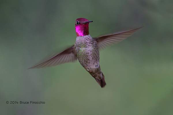 Gorget and Wings Flashing As A Male Anna's Hummingbird...